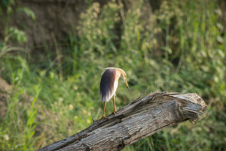 印度池塘苍鹭或 paddybird。池鹭 grayii 在野外被俘。观鸟与野生动物摄影
