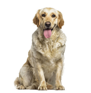 拉布拉多猎犬狗, 1 岁, 坐在白色背景