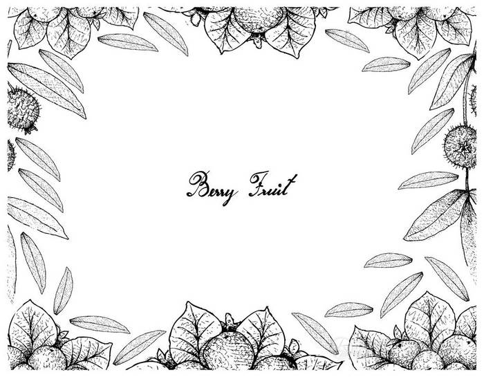 浆果果, 手绘画框画 coralberries 或 symphoricarpos 藤或 cabelud