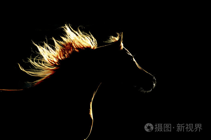 在黑色背景上的阿拉伯马剪影