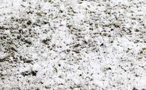 第一次下雪的绿草, 秋天