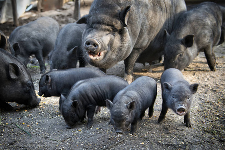 黑猪和可爱的小猪。农场场景