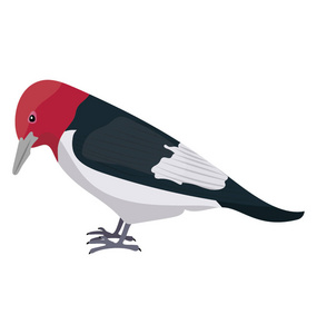 红色头在灰色和黑颜色鸟描绘红头啄木鸟