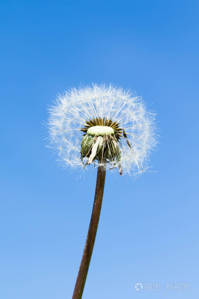 蒲公英花自然特写视图
