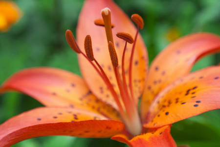 百合花萼片图片