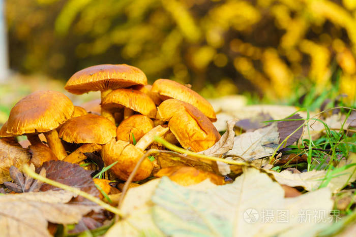 野生生长在地面上的橙色黄色蘑菇全秋天金色的叶子