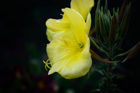 黄色的花朵, 在黄昏的花园里, 在黑暗的背景下