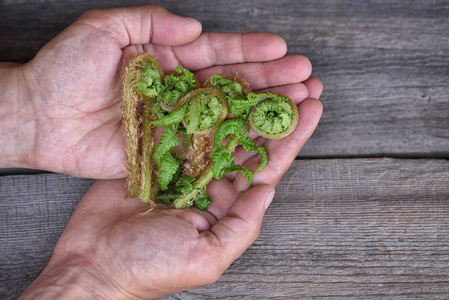 粗茎鳞毛蕨图片