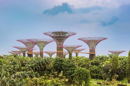 Supertree 格罗夫, 独特的垂直花园类似高耸的树木, 在晚上在新加坡湾花园大檐篷和五颜六色的灯光