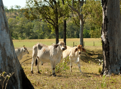 澳大利亚牛牧场畜牧农场年轻婆罗门公牛