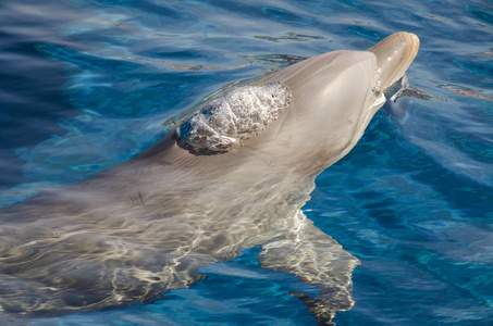 热那亚水面上的海豚