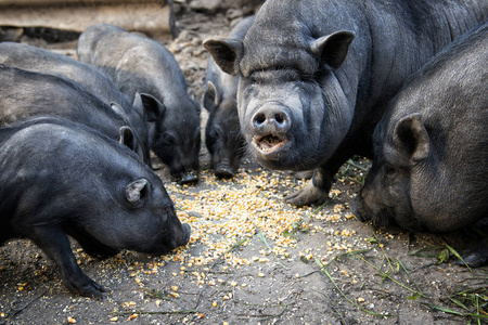 黑猪小猪吃玉米饭照片