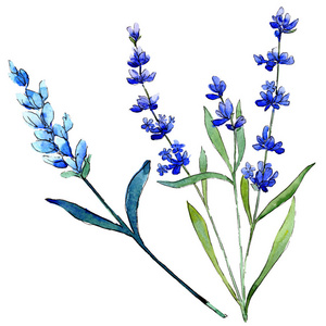 蓝色薰衣草。花卉植物花。野生春叶野花分离