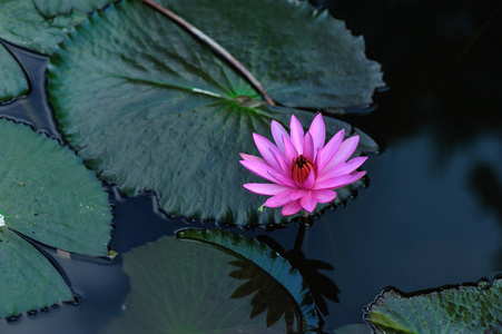 美丽的粉红色莲花与绿叶在池塘