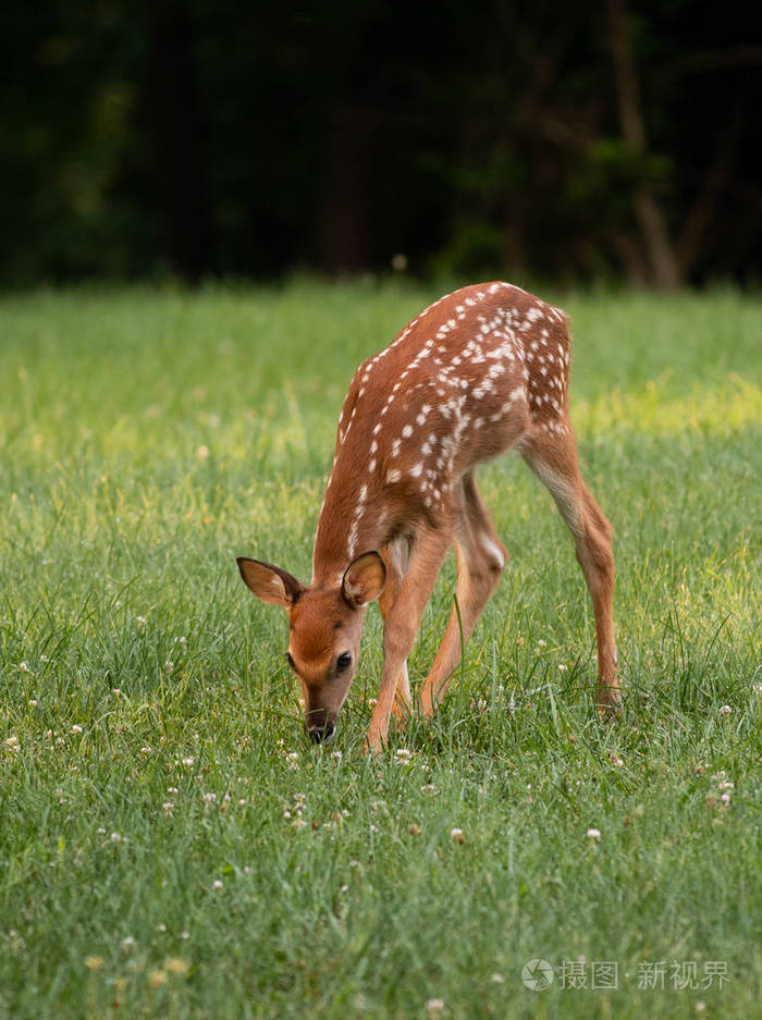 一只白尾鹿在夏天的草地上放牧斑点