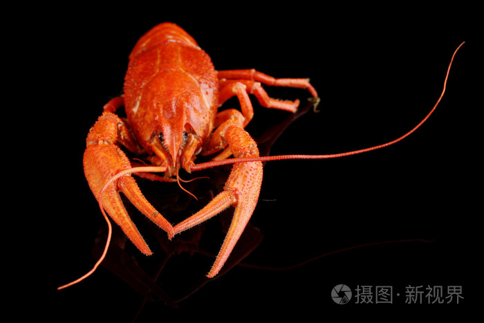 孤立在黑色的美味水煮小龙虾