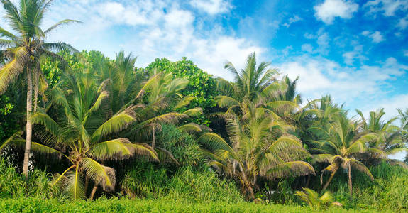 热带棕榈在沙滩和天空。宽照片