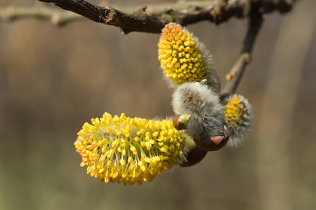 枝与花