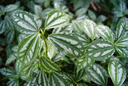 绿色的植物叶子