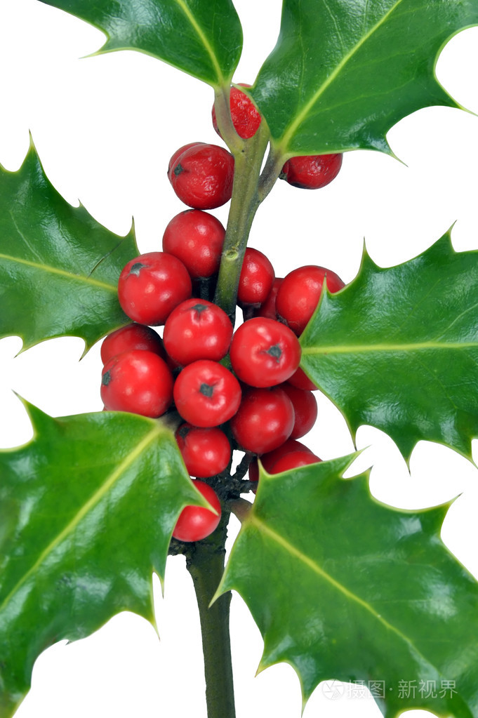 圣诞冬青叶浆果白色背景上