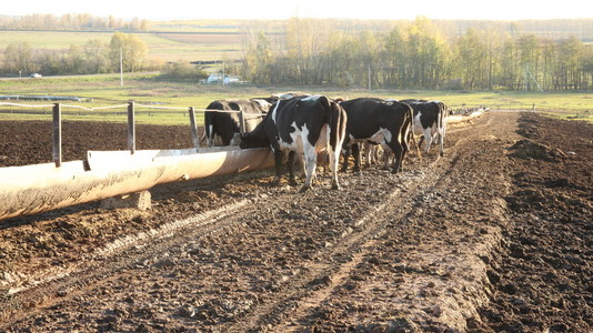 牛舍。奶牛的农场