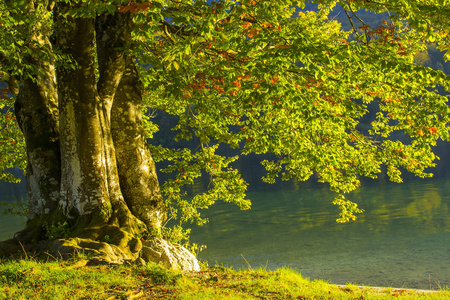 斯洛文尼亚渤兴湖边的老树
