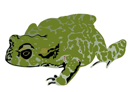 一种蟾蜍的彩色图照片