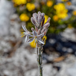 南非开普敦 Trachyandra hirsutiflora 花的特写