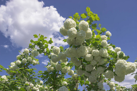 蓝天下的白花雪球照片