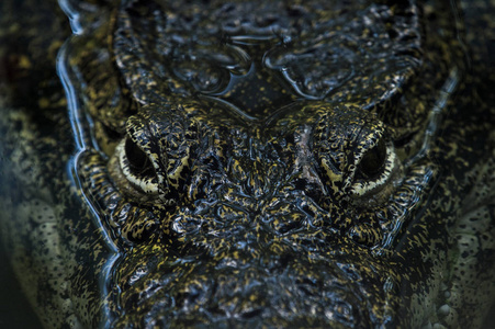 一只成年鳄鱼潜伏在水位以上, 双眼可见照片