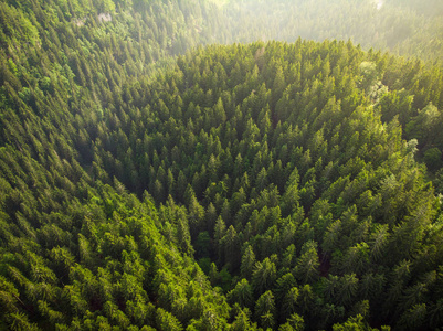 日出在森林在朱利安阿尔卑斯, 斯洛文尼亚, 无人机看法