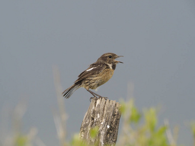 Stonechat, 黄连 rubicola rubicola, 单身女性在分支, 西班牙, 2018年5月