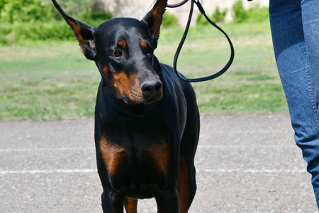 一只狗在夏日的清晨散步中繁殖着猎犬