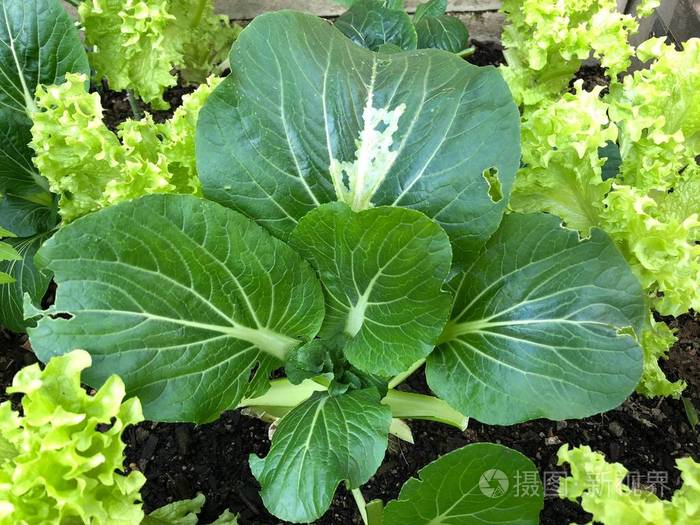 一张百彩 白菜 马耳 中国芹菜白菜和花式生菜的照片 是白菜家族的一员 从顶部俯瞰家庭花园 照片 正版商用图片05dfbn 摄图新视界 一张百彩 白菜 马耳 中国芹菜白菜和花式生菜的照片 是白菜家族的一员 从顶部俯瞰家庭花园 照片 正版商用图片05dfbn 摄图新视界