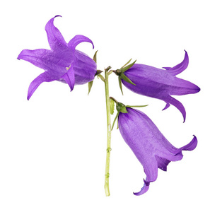 白色背景上的大 bellflowers 隔离