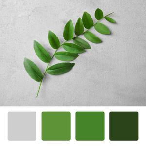 灰色背景上带有绿色和分支的调色板照片