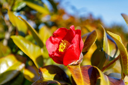 日本茶花春季季节