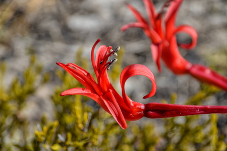 南非海角 Brunsvigia 花