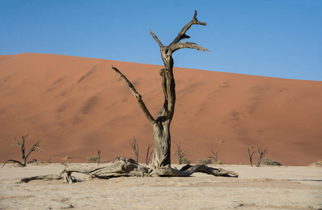 Deadvlei 在纳米比亚的特点是黑暗, 死骆驼荆棘树对比白色平底锅地面