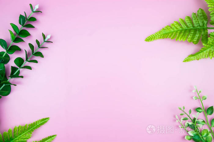 热带丛林树枝在粉红色的底色上留下龟背竹。平躺, 顶视图概念欢迎夏季最小。平坦的植物性质。花卉元素设计, 绿色叶子