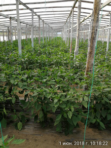 日光温室辣椒植物栽培技术的研究