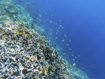 珊瑚礁墙与 dascillus 鱼。异国情调的海岛海岸。热带海滨景观水下照片。珊瑚礁动物。海的性质。珊瑚海鱼。海洋海洋生物的海底