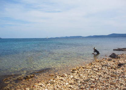 狗在海滩上看平静的海