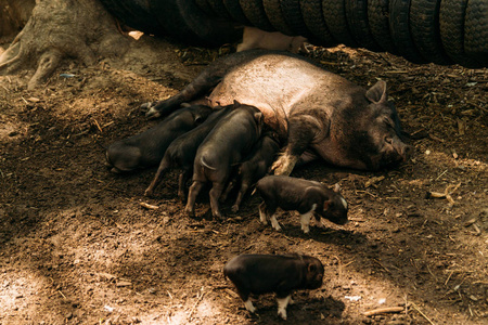 金银花种植肥沃的母猪躺在稻草和小猪哺乳.