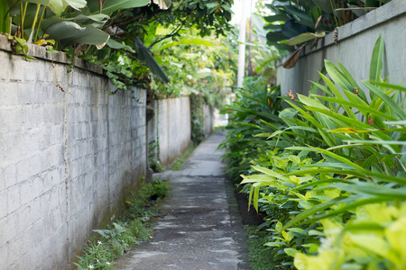 公园里有很多植物的灰色小径