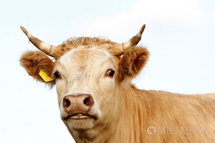 牛头的详细信息
