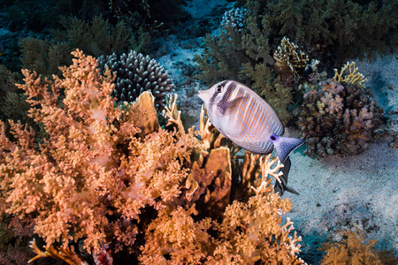 Sailfin 塘鱼 Zebrasoma desjardinii, 配以橙色软珊瑚, 侧面观景