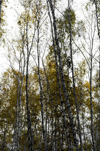 黄桦林, 深秋