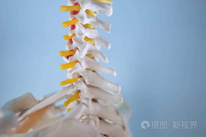 颈椎脖子人体骨架在蓝色背景下的片段