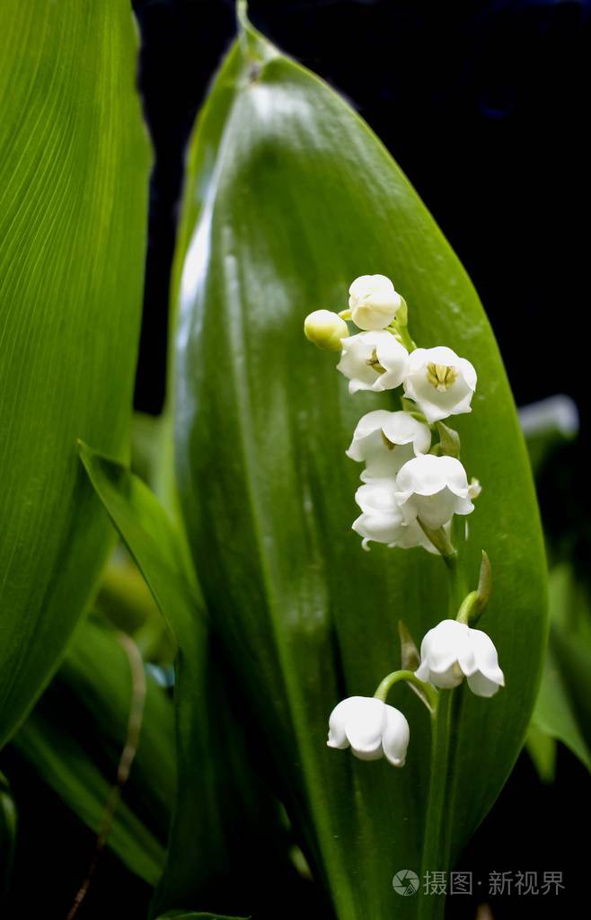 在山谷明亮的绿色盛开的百合中间